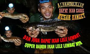 Mimpi Dapat Ikan Gabus Dan Lele Togel